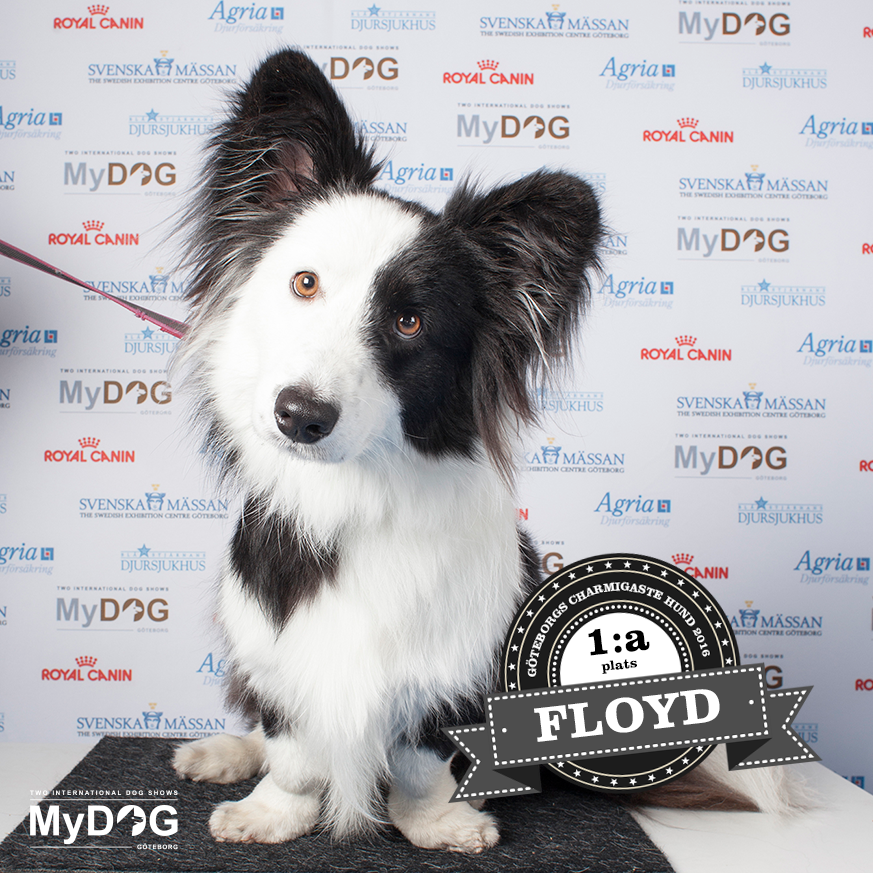 Göteborgs Charmigaste Hund