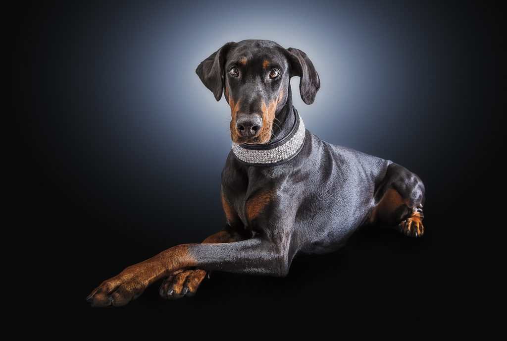 The Next Lassie 2014: Diva