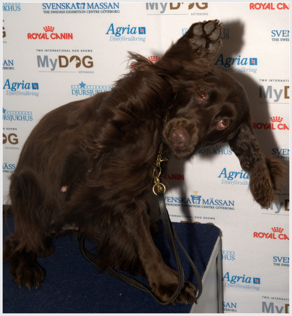 Göteborgs Charmigaste Hund 2014