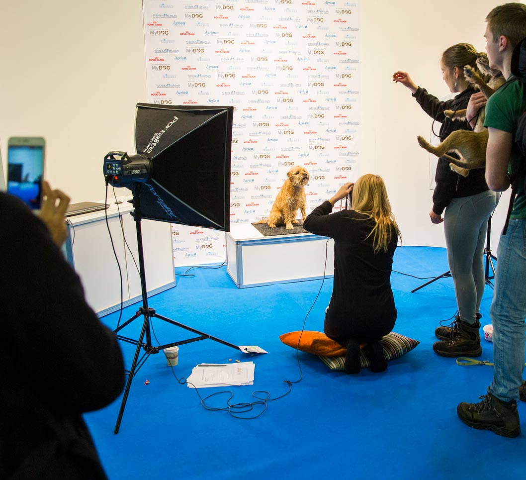 göteborgs charmigaste hund