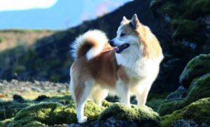 islandsk-farhund