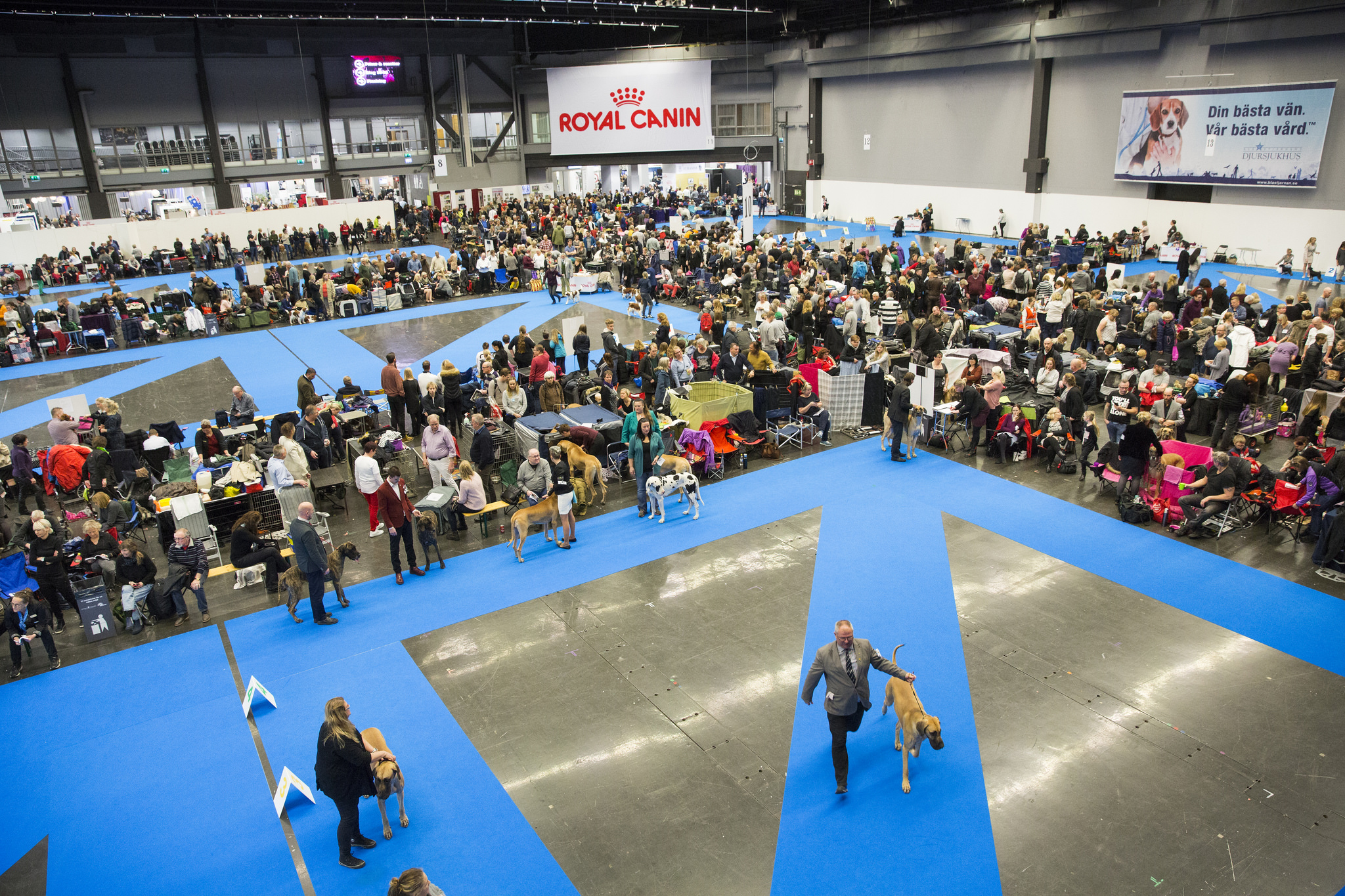 Varför ställa ut på MyDOG?