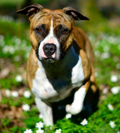 Amstaff hund