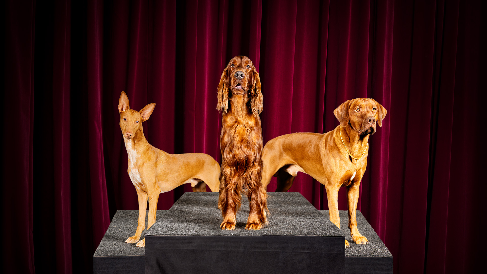 MyDOG Nordens största hundevenemang 🐶 1114 januari 2024