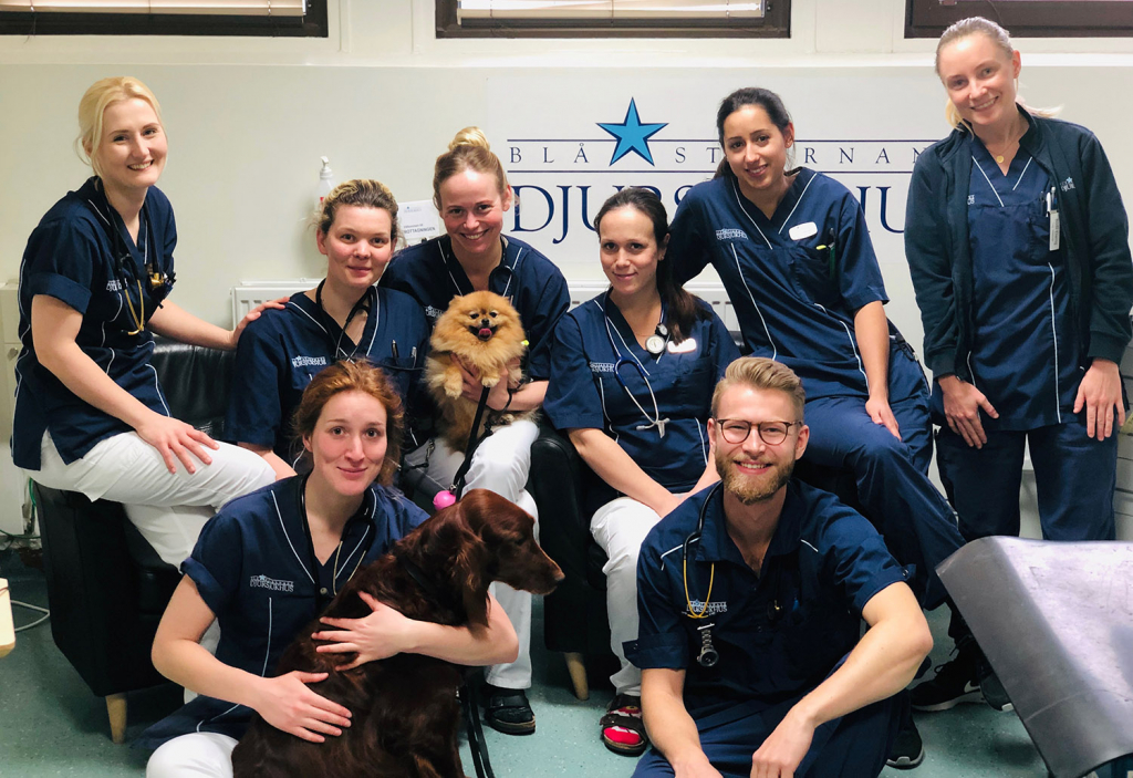 veterinarer bla stjärnan mydog