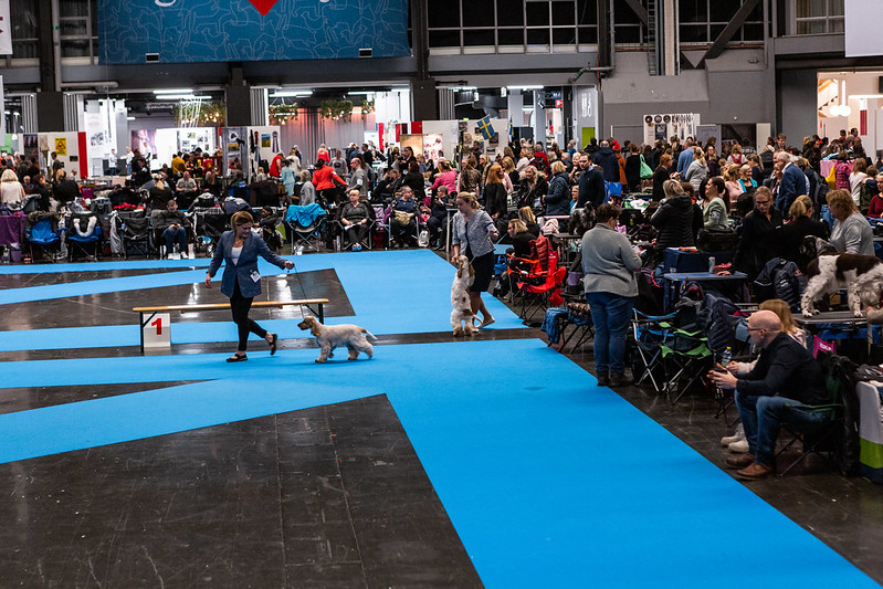 Imorgon öppnar dörrarna till Nordens största hundfest MyDOG 2023 i Göteborg