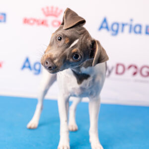 Göteborgs charmigaste hund Sönd 5 jan (35 av 77)